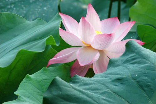 荷花是种莲子还是种藕 莲子能种出莲藕吗？