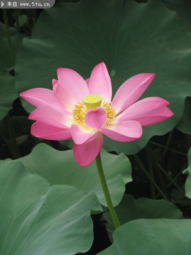 荷花看起来像什么 一朵一朵的荷花就像