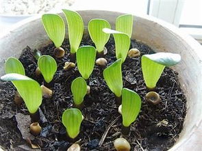 莴笋30度能发芽吗 莴苣种子放冰箱几天发芽