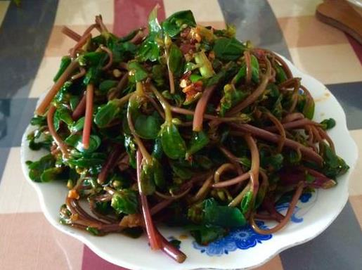 莼菜治疗什么病 马齿菜治什么病