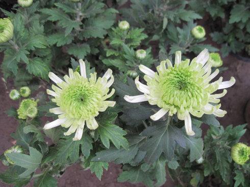 菊花什么时候开放什么季节 菊花是代表哪个季节