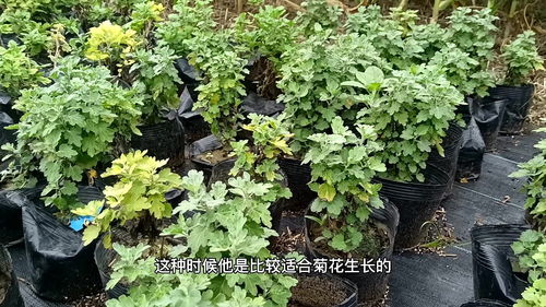 菊花什么时候停止打顶 菊花立秋前最后一次打顶