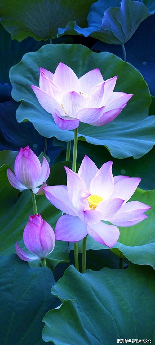 莲花在风水上的作用 莲花有辟邪的寓意吗