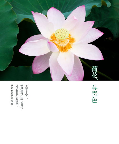 莲花与人心情的句子 莲花文案短句干净