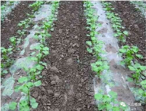 菊花夏天疯长怎么修剪 夏天菊花徒长该如何办