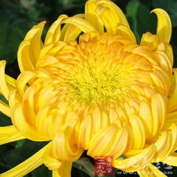 菊花到底是伤肝还是护肝 哪种菊花排肝毒最好