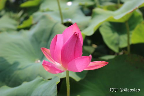 莲花与荷花是一种花吗 怎么区分荷花和莲花