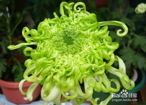菊花所代表的含义 菊花的寓意和象征意义