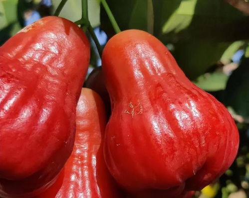 莲雾吃一个相当于喝多少水 莲雾一天能吃几个