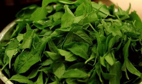 菊三七的神奇功效 菊三七外敷用叶还是根