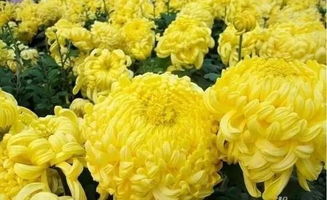 菊花代表着什么意思 菊花的象征意义和精神