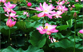 莲花代表什么意思 佛教各种颜色莲花的意义