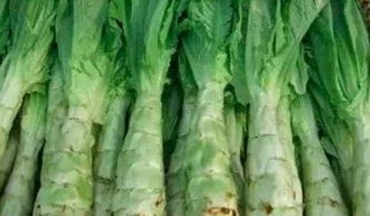 莴苣和莴笋一样吗 莴苣长什么样子