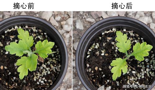 菊花7月扦插能开花吗 八月份还能扦插菊花吗