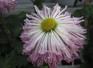 菊花四字美称 菊花的50种雅称