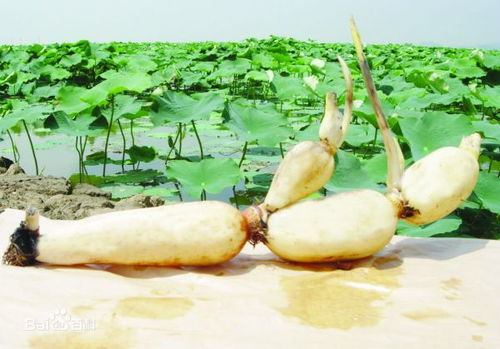 莲蓬的雅称叫什么 莲藕雅称