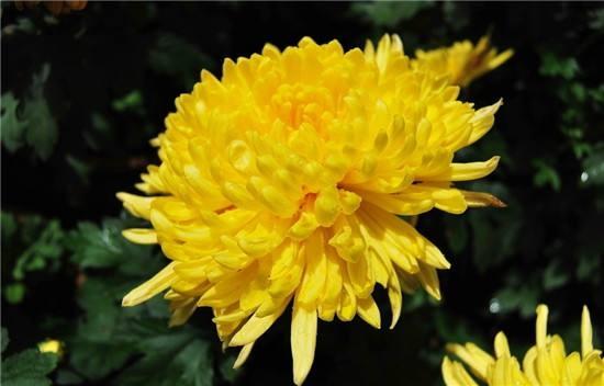 菊花的养殖方法和注意事项 菊花养殖方法和管理