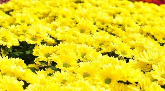 菟丝子的寓意 菟丝子隐喻