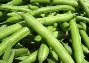 菜豆是四季豆还是豆角 四季豆俗称什么