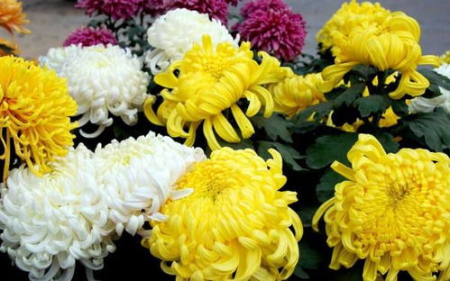 菊花立秋后还能打顶吗 菊花八月份还能打顶吗