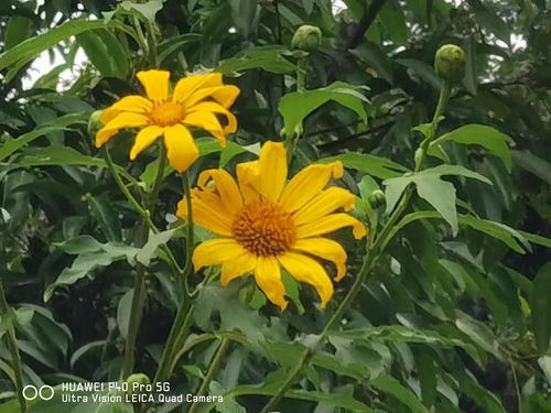 菊花打顶的正确方法 菊花立秋前最后一次打顶