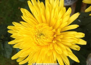 菊花的三大特点 菊花的特性、特征