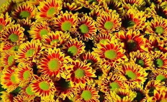 菊花种类大全 十大菊花品种