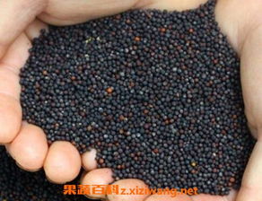 菜籽是怎么来的 白菜怎么得到种子