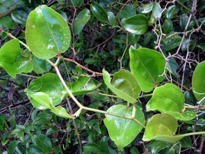 菝葜和金刚藤的区别 菝葜和金刚藤是一种药吗