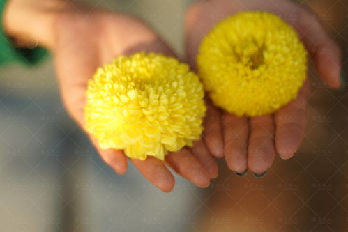 菊花真正的花语 菊花暗示啥意思