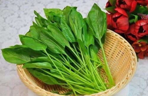 菠菜30度能发芽吗 八月份可以种菠菜吗