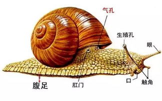 菜地蜗牛怎样彻底消灭 蜗牛最怕三样东西