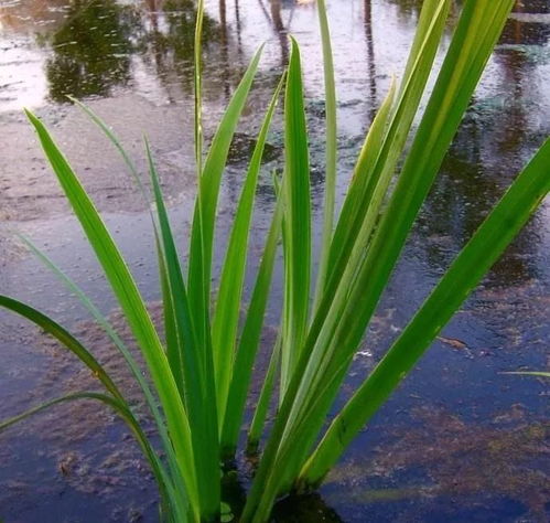 菖蒲的作用和功效 艾叶和菖蒲叶熬水功效