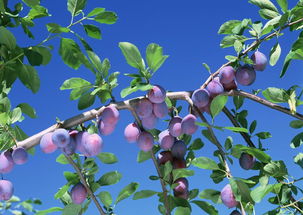 菝葜什么人不能吃 菝葜不能和什么中药配伍