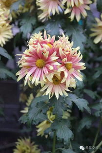 菊花的形态有哪些 写菊花三种开放的形态