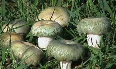 菌什么时候读第三声 菌为什么有人读第三声