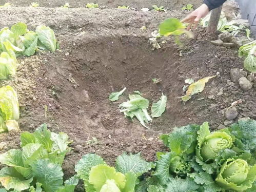 菜叶直接埋土里沤肥需要多久 菜叶子埋土里有营养吗