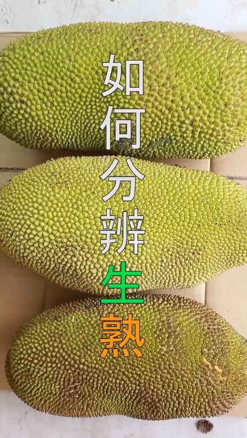 菠萝蜜按着多软才算熟 菠萝蜜辨别生熟图解