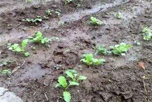 萝卜传统留种的方法 萝卜留种为啥要拔掉重新种植