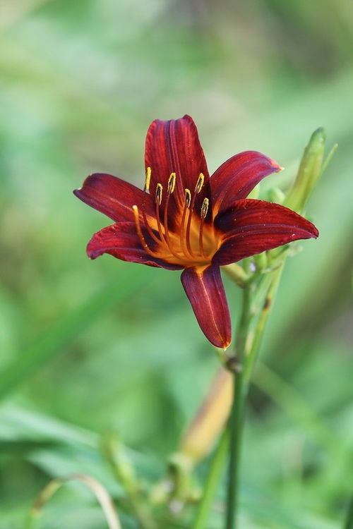 萱草花是吉利花吗 萱字为什么不吉利