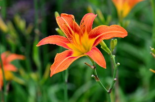 萱草花的含义 萱草的寓意和象征