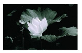 菩提和爱情有什么联系 一叶一菩提爱情意思