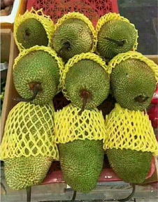 菠萝蜜和榴莲杂交出来的品种 菠萝蜜是谁和谁的杂交