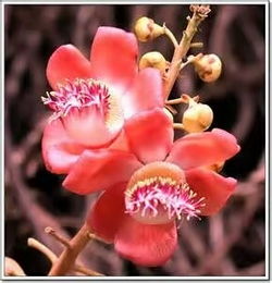 菩提花开的下一句 微信名叫菩提花开好不好