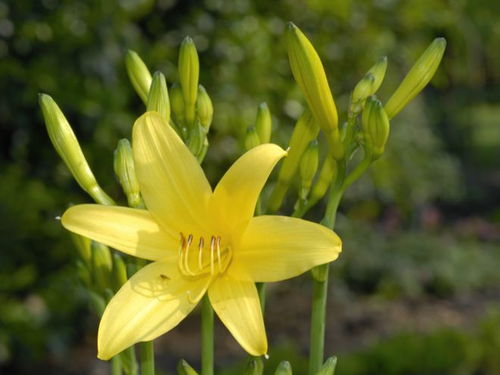 萱草花的花语唯美 萱草花是吉利花吗