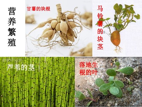 落地生根造句 落叶归根造句二年级