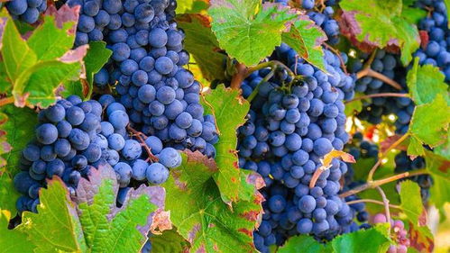 葡萄的吉祥话 葡萄谐音吉祥寓意