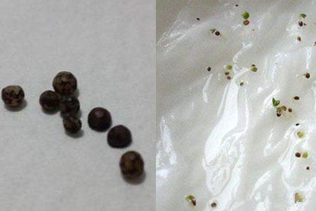 葡萄种子纸巾催芽方法 葡萄籽泡几天能发芽