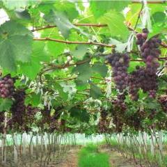 葡萄树7月份再次开花 7月葡萄开花还能成熟吗