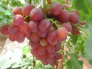 葡萄凉性还是热性 葡萄上火还是清火